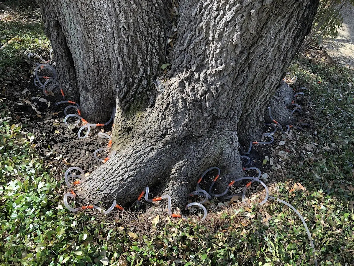 Detailed Tree Cabling and Bracing job site in Jewett