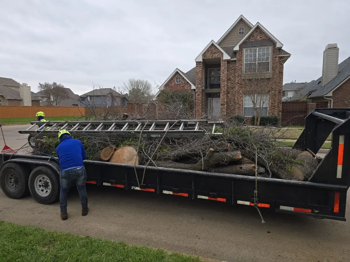 Expert Tree Pest Control with proper safety equipment in Jewett